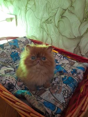 Maschietti Persiani - Foto 2