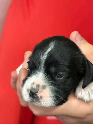 Cucciola di Razza cocker, colore bianco - Anteprima 3