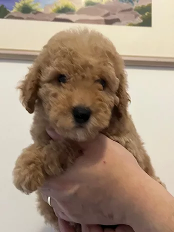Barboncino cucciolo disponibile