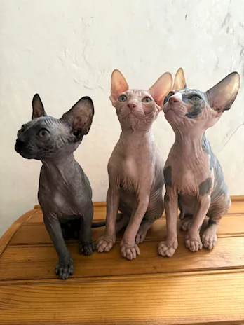 Cuccioli sphinx due femmine e un maschio