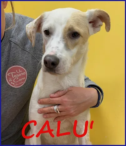 Calù tenera cagnolina salvata dalla gabbia