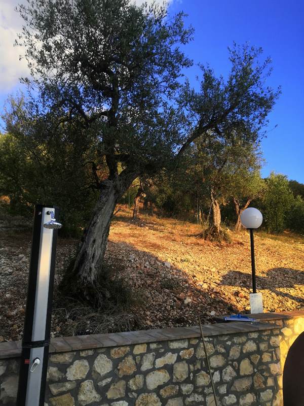 Olio novello extravergine di oliva della Tuscia