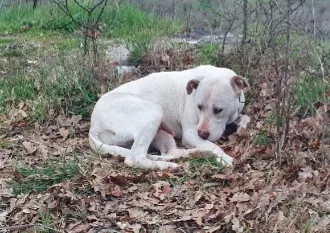 Sheeva 2 anni pelo corto mollata in campagna MILANO - Foto 3