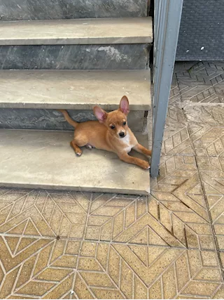 Ultimo maschietto di chihuahua