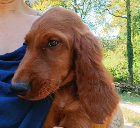 Setter irlandese e setter gordon