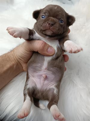 Chihuahua cuccioli pedigree - Foto 4