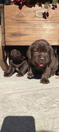 Cuccioli Labrador Retriever Cioccolato Neri Miele