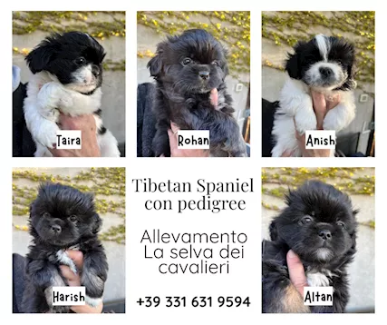 Vendita Cuccioli Tibetan Spaniel