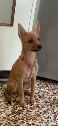 Cucciola meticcia taglia piccola