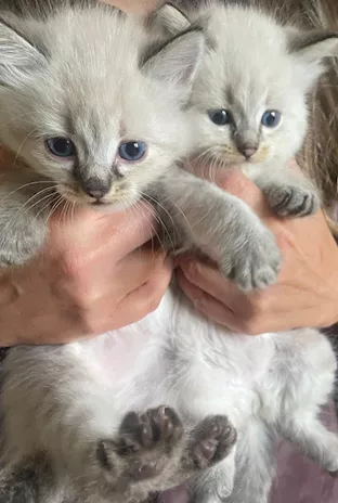 Cuccioli siberiani neva, genitori visibili - Foto 2