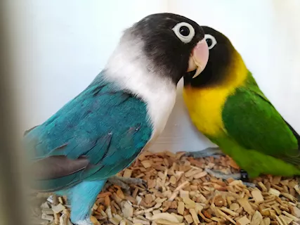 Foto - 9