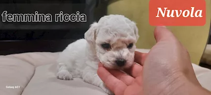 Cuccioli maltesi taglia piccola pelo liscio e riccio, tipologia che - Foto 4