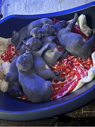 Cuccioli bulldog francese blu