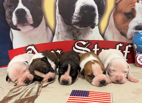 Amstaff - New breeding 2026 American Staffordshire