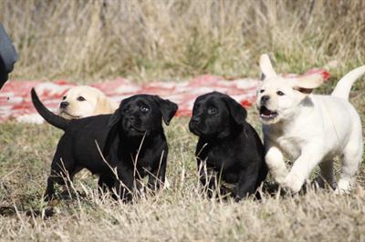 Cucciolo di labrador