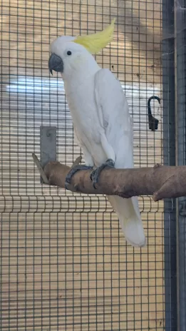Maschio cacatua galerita galerita