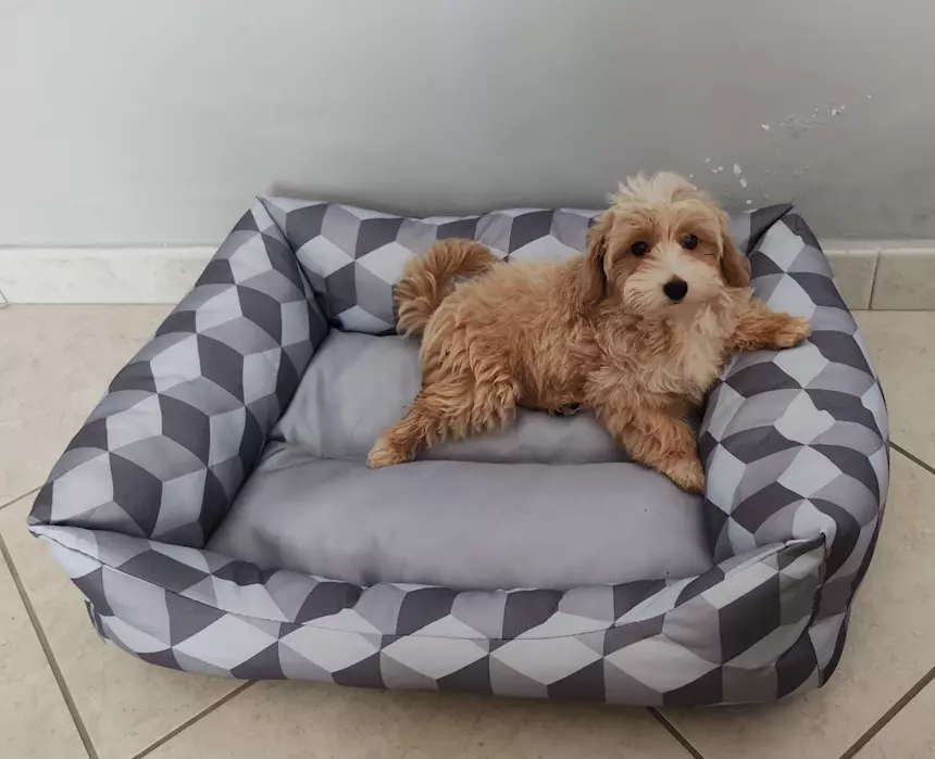 Foto 4Maltipoo - Per problemi condominiali do in adozioni