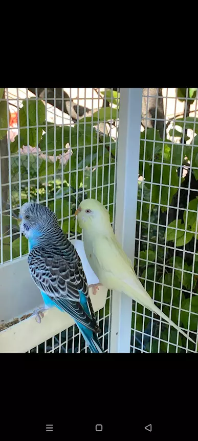 Foto 2 Coppia cocorite riproduttiva PREZZO TRATTABILE