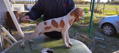 5 Cuccioli di pointer inglesi - Foto 5