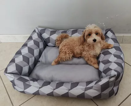 Maltipoo - Per problemi condominiali do in adozioni - Anteprima 4