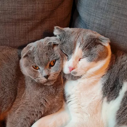 Gatti scottish