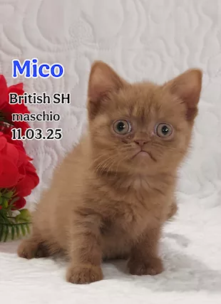 British Shorthair cuccioli