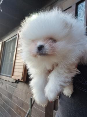 Spitz Tedesco Nano/Pomerania