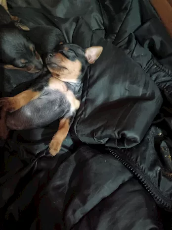 Pinscher Toy