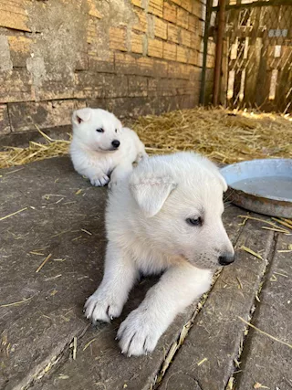 Pastore Svizzero Bianco cuccioli