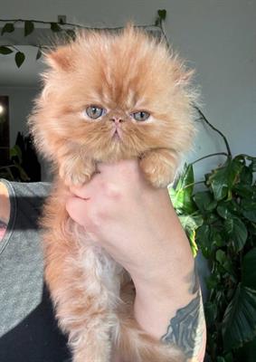 Cuccioli di Gatto Persiano Ipertipo