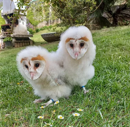 Barbagianni (tyto alba) - Anteprima 1