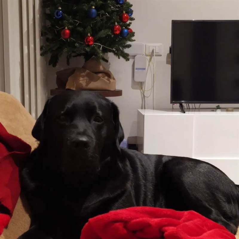 Foto 5 Cuccioli Razza Labrador Retriever