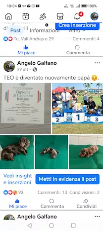 Cuccioli di bassotto di taglia molto piccola