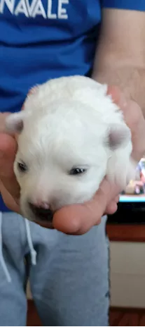  Cuccioli di Maltese