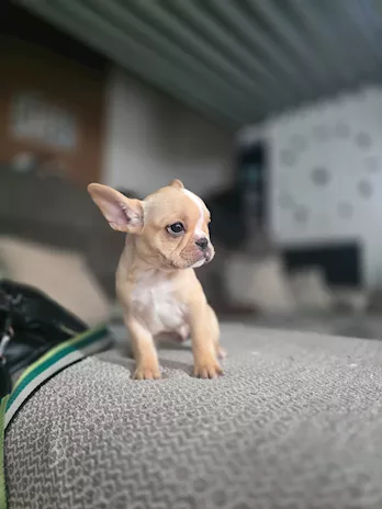 Cucciole di Bulldog Francese