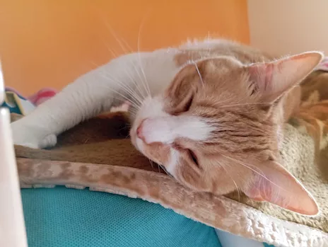 Billy bellissimo micio rosso