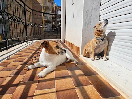 Piccolo Jack Russell per monta