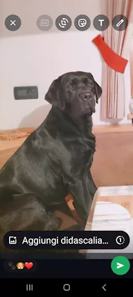 Femmina di labrador