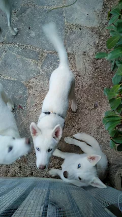 Cucciolo femmina Siberian Razza husky - Foto 4