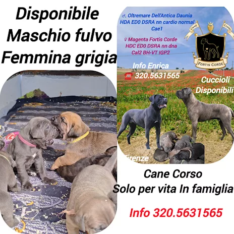 Cane Corso Cuccioli