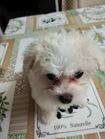 Cuccioli di Razza Maltese - Foto 2