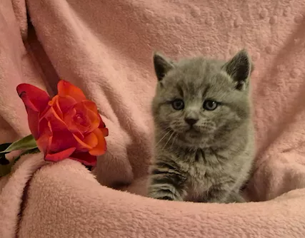 Cuccioli scottish fold e straight