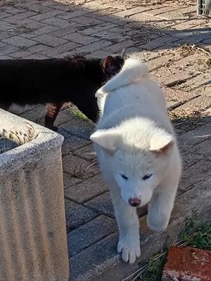 Akita Inu - Foto 2