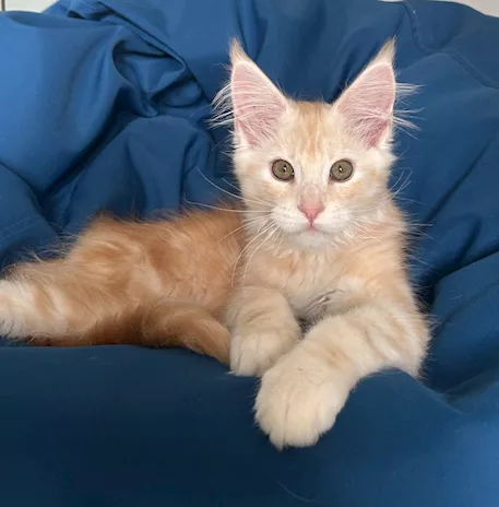 Maine Coon