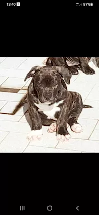 American Razza Pitbull UKC, genitori visibili, prezzo trattabile - Foto 3