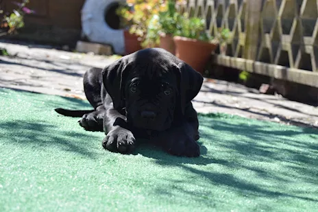 Cuccioli Razza Cane Corso - Anteprima 3