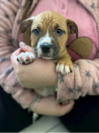 American pitt terrier