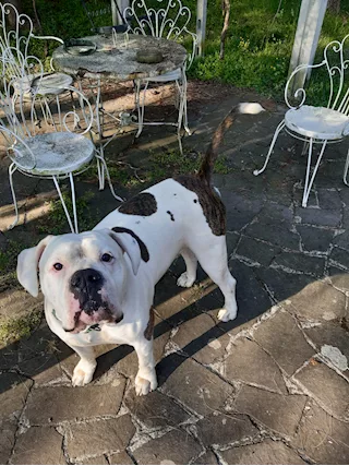 American bulldog standard (Scott) disponibile accoppiamento