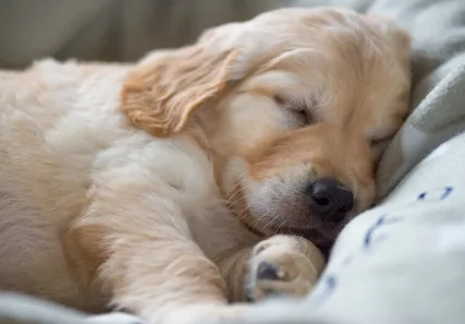 Cucciolata Golden Retriever di alta genealogia