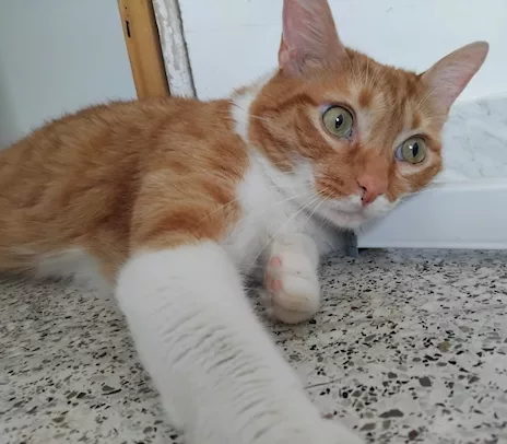 Ciccio, meraviglioso gattone - Anteprima 3